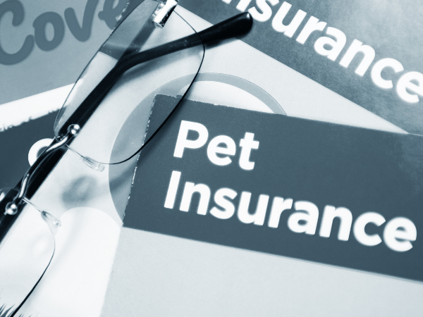 is-pet-insurance-worth-it-and-should-you-require-it-aagla